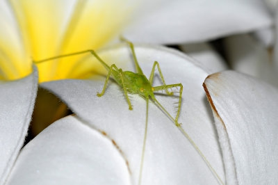 D300: macro tubes, TCs and reverse adapters on different lenses