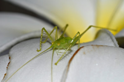 DSC_1334: 85mm f1.8 + 37macro tube + 1.4xTC