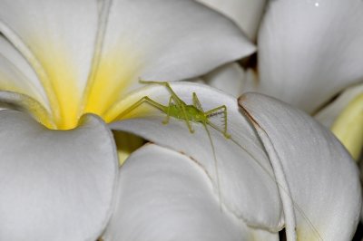 DSC_1337: 180mm f2.8 + 37 macro tube