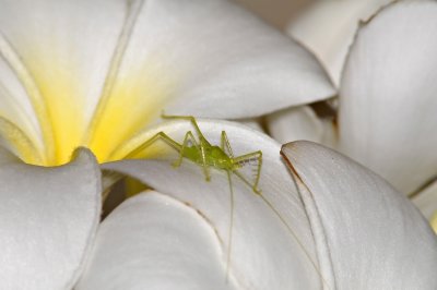 DSC_1346: 180 f2.8 + 1.4xTC + 37 macro tube