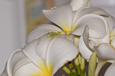 DSC_1348: 300mmf4 + 37 macro tube