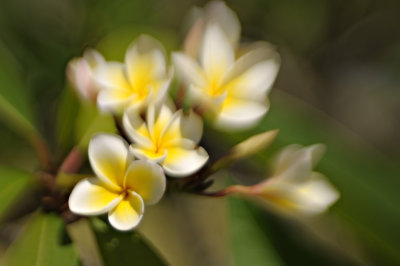 DSC_2071FxShweb.jpg