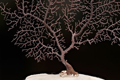 DSC_4003FxShweb.jpg