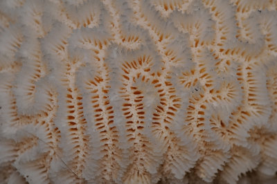 island texture