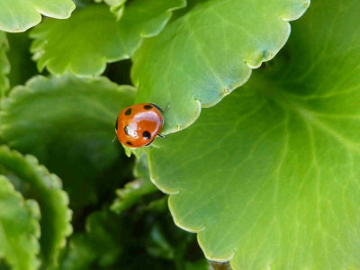 Bangor Castle Walled Garden