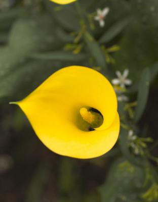 Yellow flower for web.jpg