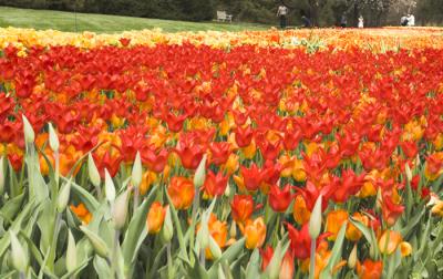 sea of tulips for web.jpg