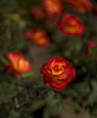 Carlsbad Rose 3 for web.jpg