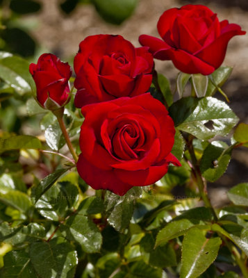 Balboa Park Rose for web.jpg