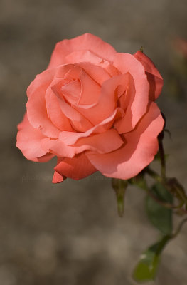 Carlsbad Rose 1 for web.jpg