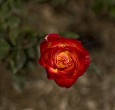 Carlsbad Rose 2 for web.jpg