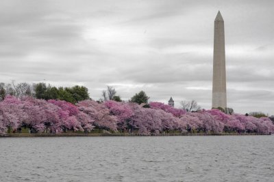 Cherry Tree blossom Monument for web.jpg