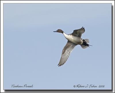 Northern Pintail