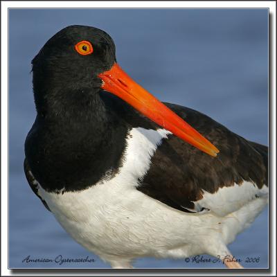 American Oystercatcher