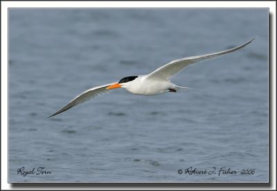 Royal Tern