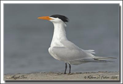 Royal Tern