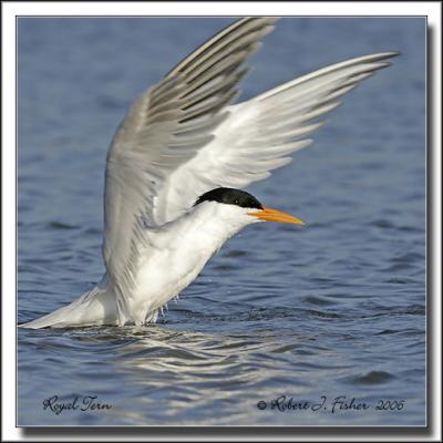 Royal Tern