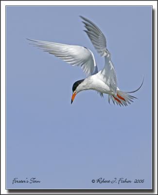 Froster's Tern