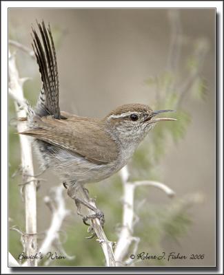 Bewick's Wren