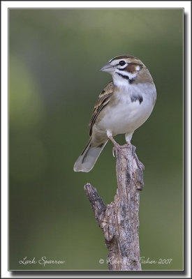 Lark Sparrow