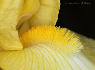 Yellow Bearded Iris