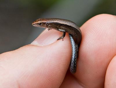 Itty-Bitty  Rainbow Skink (<i>Lampropholis delicata</i>)