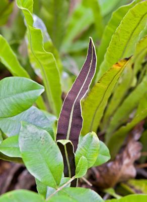 g3/03/391303/3/54907527.ph_5145AspleniumFruitingFrond.jpg