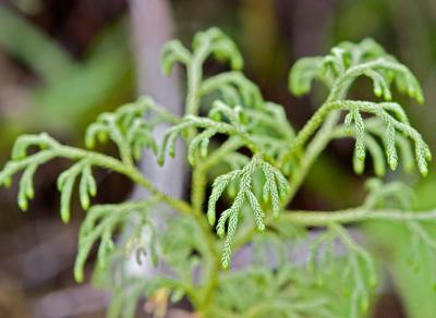 g3/03/391303/3/54907535.ph_5159Lycopod.jpg