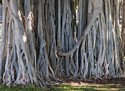 Banyan Roots