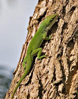 g3/03/391303/3/55511298.ph_4842AnoleLizard.jpg
