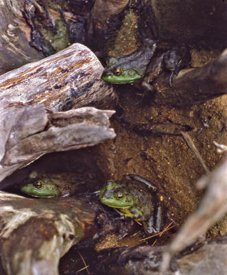 g3/03/391303/3/55839327.Bullfrogs_WhitePondedit.jpg