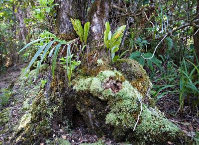 Orchid, Fern, Moss