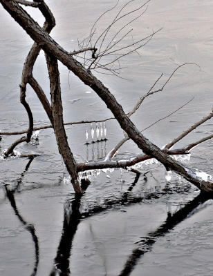 Ice and Branches