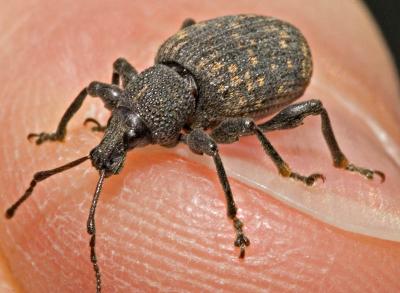 g3/03/391303/3/57045434.ph_7114BroadNosedWeevil800.jpg