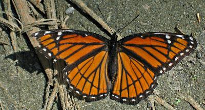 g3/03/391303/3/57124836.IMG_5486Viceroy800.jpg
