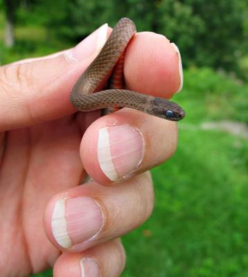 Red-Bellied Snake