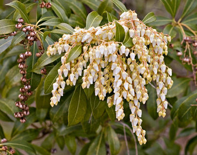 g3/03/391303/3/57737760.ph_7218Pierisjaponica.jpg