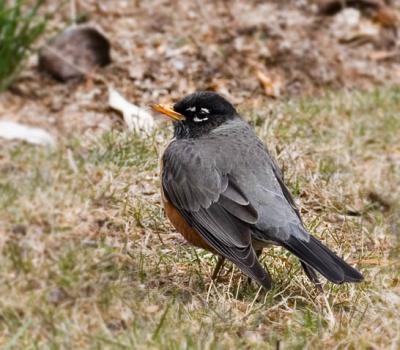 Round Robin