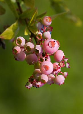 g3/03/391303/3/58205502.ph_0618Blueberries2.jpg
