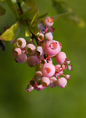 Blueberries