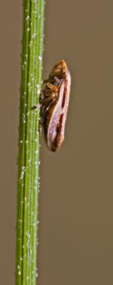 Spittlebug on Reed