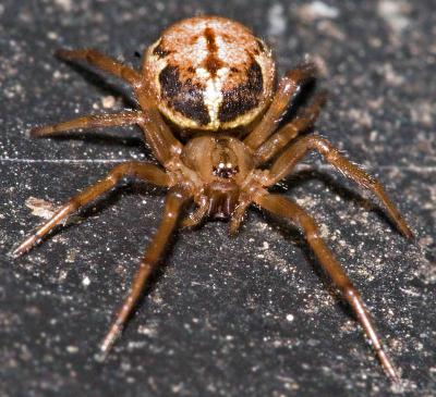 Spider on Compost Lid