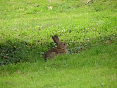 Killer Bunny of Thaxted