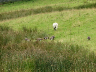 Walk, Rydal Water