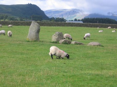 grazing sheep at Castle Rigg