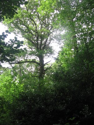 Cockshot Wood