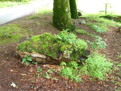Rotten log w/moss