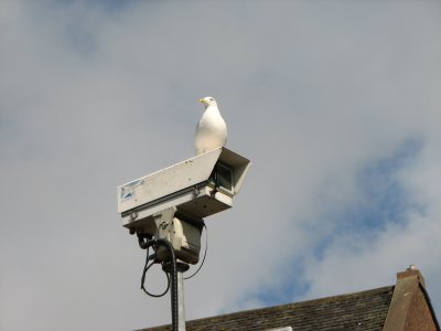Seagull & CCTV