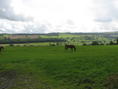 Horses on the Dales