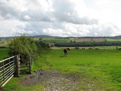 Horses on the Dales